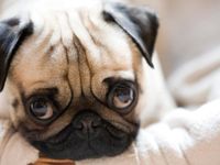Pugs Pugs