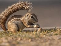 ...or a squirrel Tail