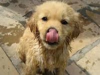 This cutie dog This cutie dog
