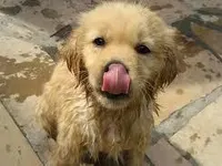 This cutie dog This cutie dog