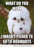 owl