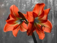 Amaryllis