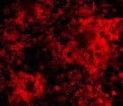 Bloodlust Bloodlust