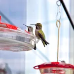 2 hummingbirds 2 hummingbirds