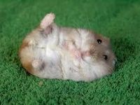 hamster hamster