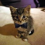 Kute cat 2 Kute cat 2