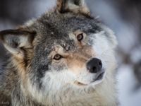 Grey Wolf