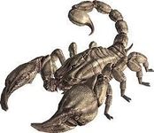 radscorpion radscorpion