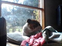 Chunk the aussie bulldog is his face guilty?? Chunk the aussie bulldog is his face guilty??