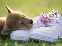 Kute dog 3 Kute dog 3