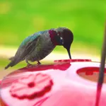 Humming bird Humming bird