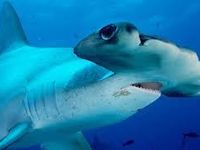 hammer head shark hammer head shark