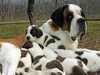 St. Bernard! they are so big and cute! St. Bernard! they are so big and cute!