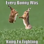 bunny