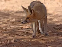 Rüppell's Fox Rüppell's Fox