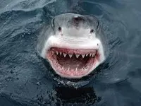 great white shark great white shark