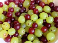 Grapes Grapes