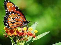 butterflies butterflies