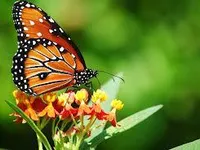 butterflies butterflies