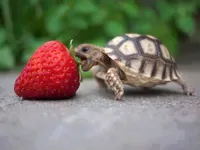 Strawberry~ (Feed the buffalo with straw! //wrong) Strawberry~ (Feed the buffalo with straw! //wrong)