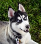 Husky!! Husky!!