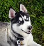 Husky!! Husky!!