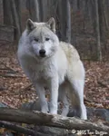 Tundra Wolf Tundra Wolf