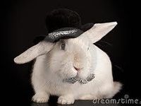 Top hat bunny! Top hat bunny!