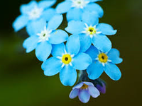 forget me not forget me not