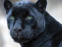 Yesh! Iz be Panther! Yesh! Iz be Panther!