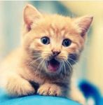 No, animals are stupid, and deserve it No, animals are stupid, and deserve it
