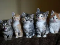 All