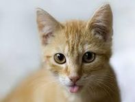 Cats Cats