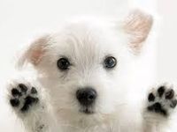 DOGS DOGS