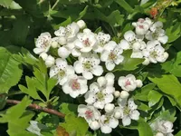 Hawthorn (May) Hawthorn (May)
