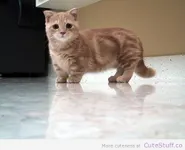 Munchkin Cat Munchkin Cat