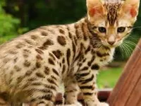Bengal Cat Bengal Cat