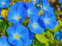 Morning Glory (September) Morning Glory (September)