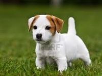 jack Russell jack Russell