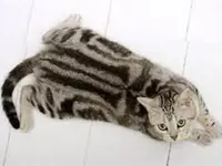 American Short Hair Cats American Short Hair Cats