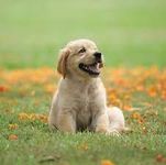 puppy puppy