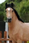 Buckskin Buckskin