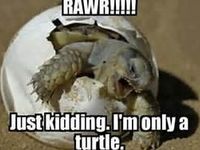 Scary Turtle Scary Turtle