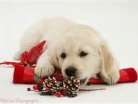 Christmas Christmas