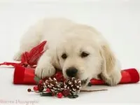 Christmas Christmas