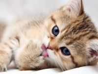 Kute cat 1 Kute cat 1