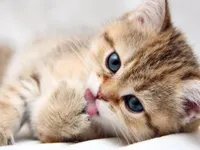 Kute cat 1 Kute cat 1