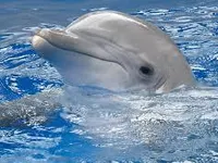 Dolphin