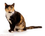 Tortoiseshell! Tortoiseshell!