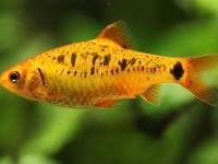 fish fish